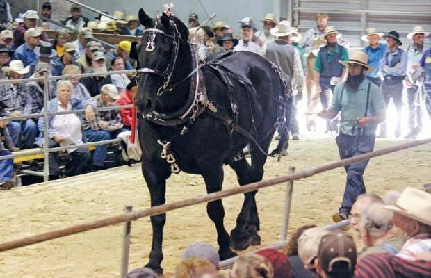 draft horse being shown at the waverly sales auction