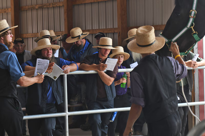 amish people looking at a horse at the waverly horse auction