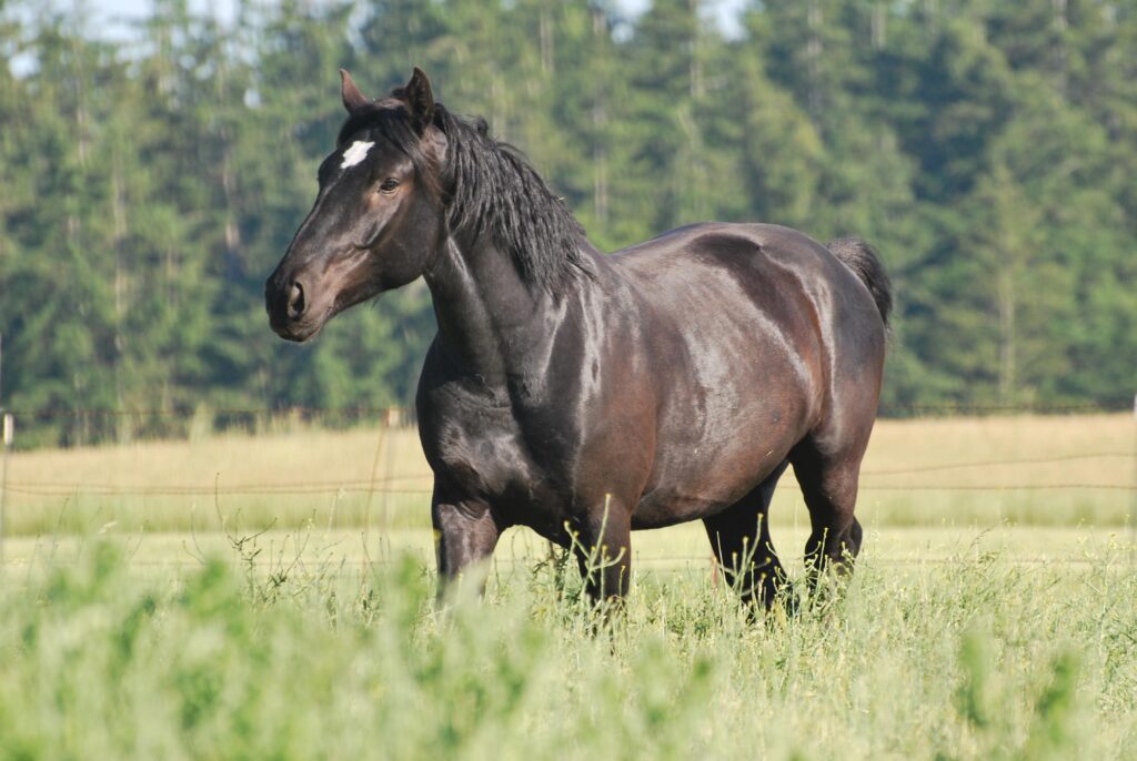 horse standing in a field of grass