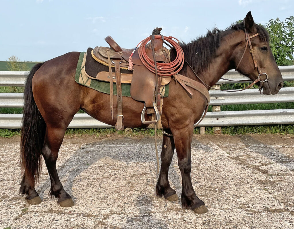 Bertha 2 year old Draft Cross Mare Waverly Sales