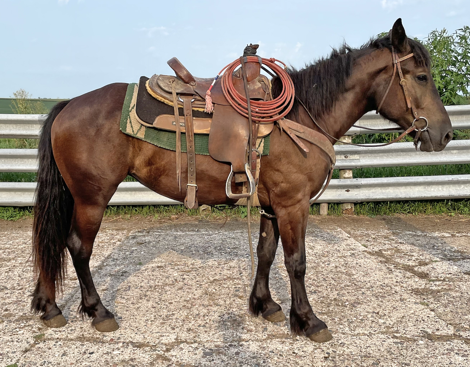 Bertha 2 year old Draft Cross Mare Waverly Sales