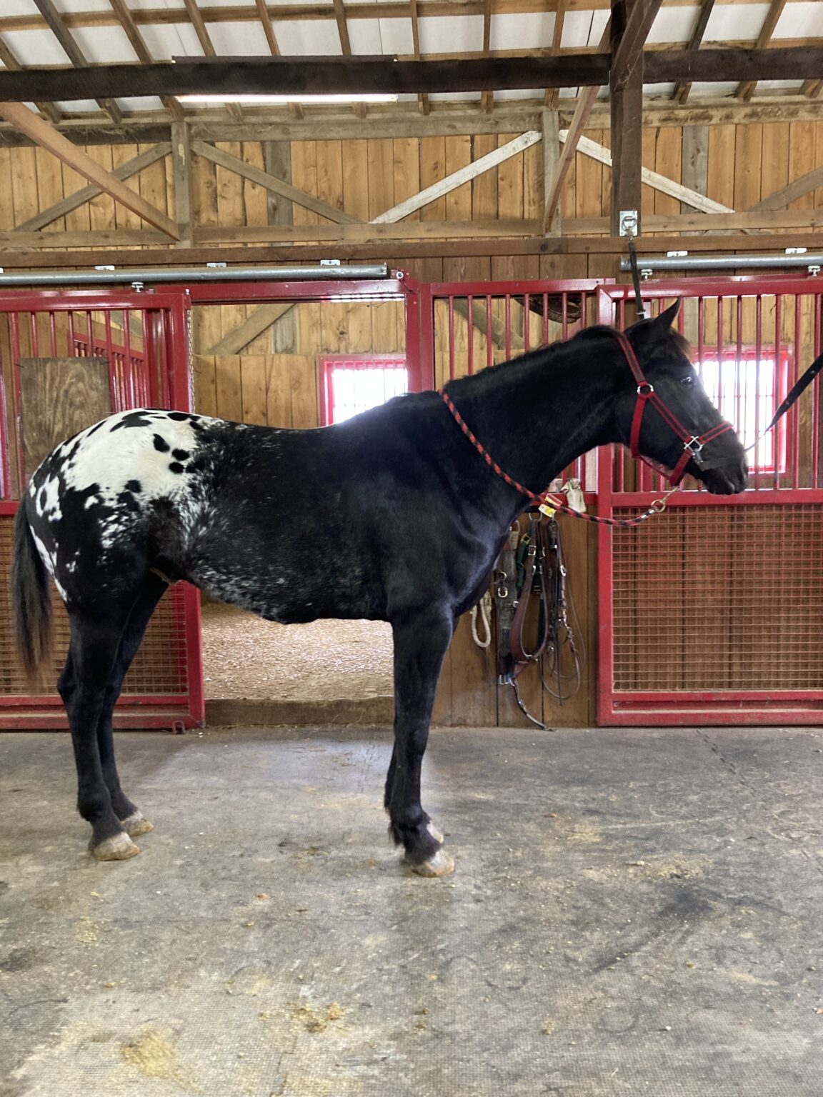 Iceman 5 year old Draft Cross Gelding Waverly Sales