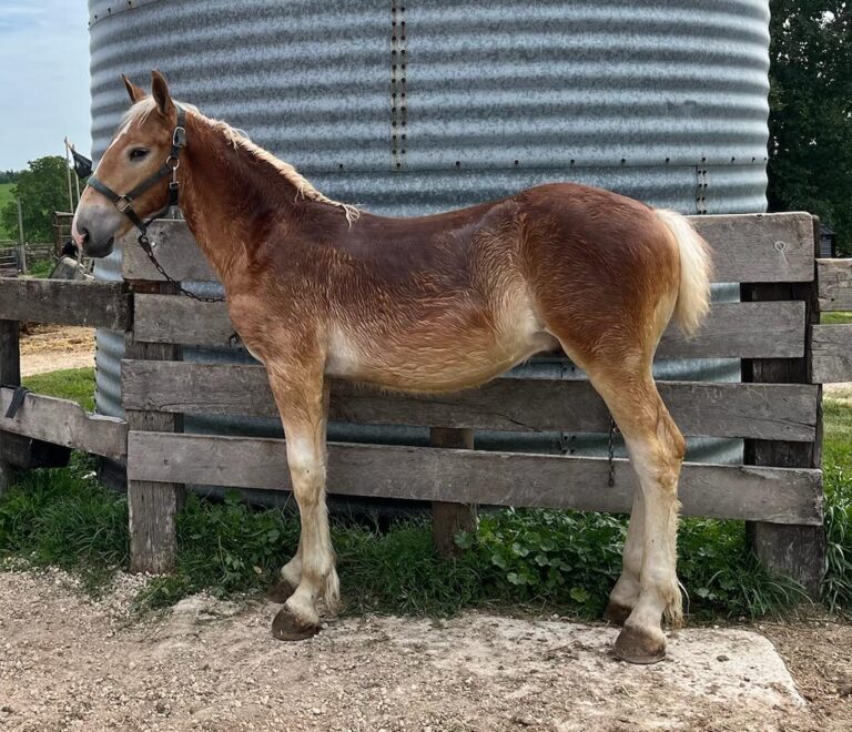 MAK Acclaim’s Ether Foal Belgian Stallion Waverly Sales