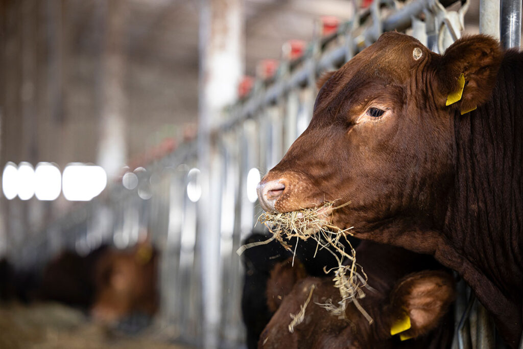 cow eating hay in a stable