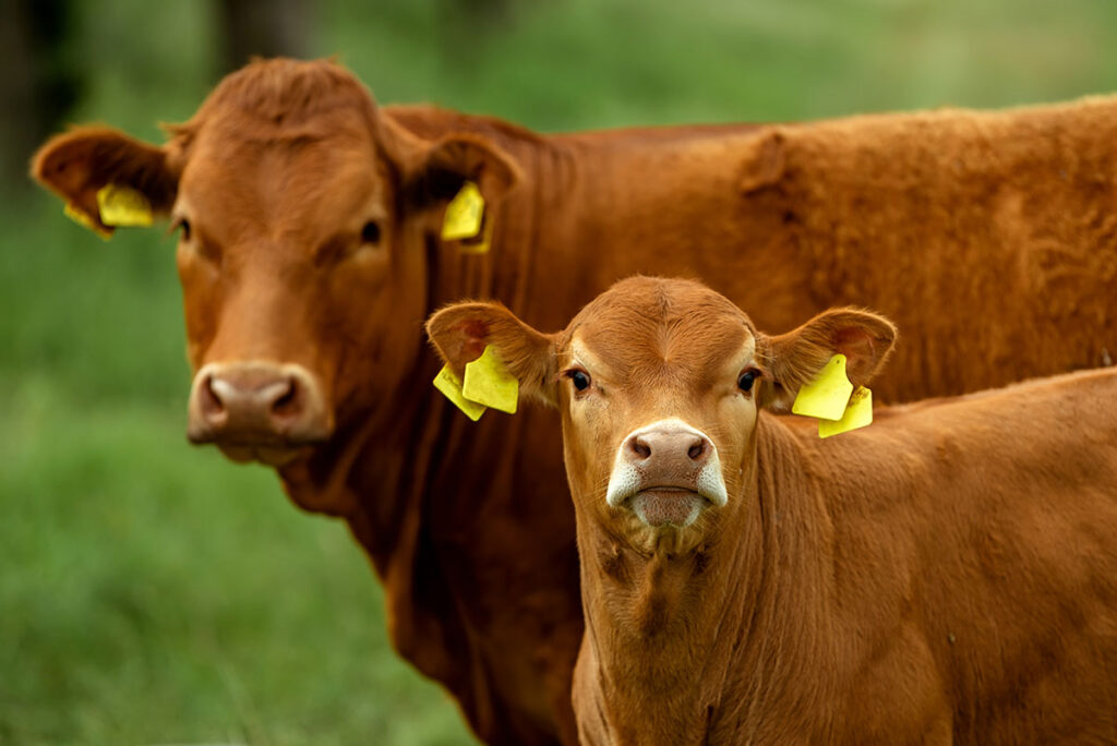 two cows standing together outside in the pasture