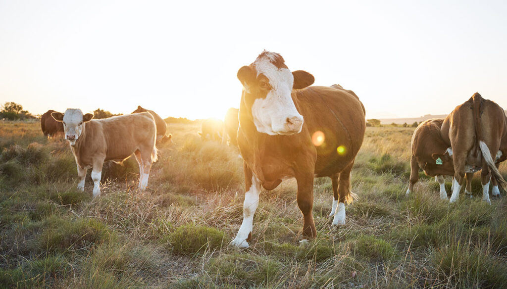 cows standing in a field at sunset