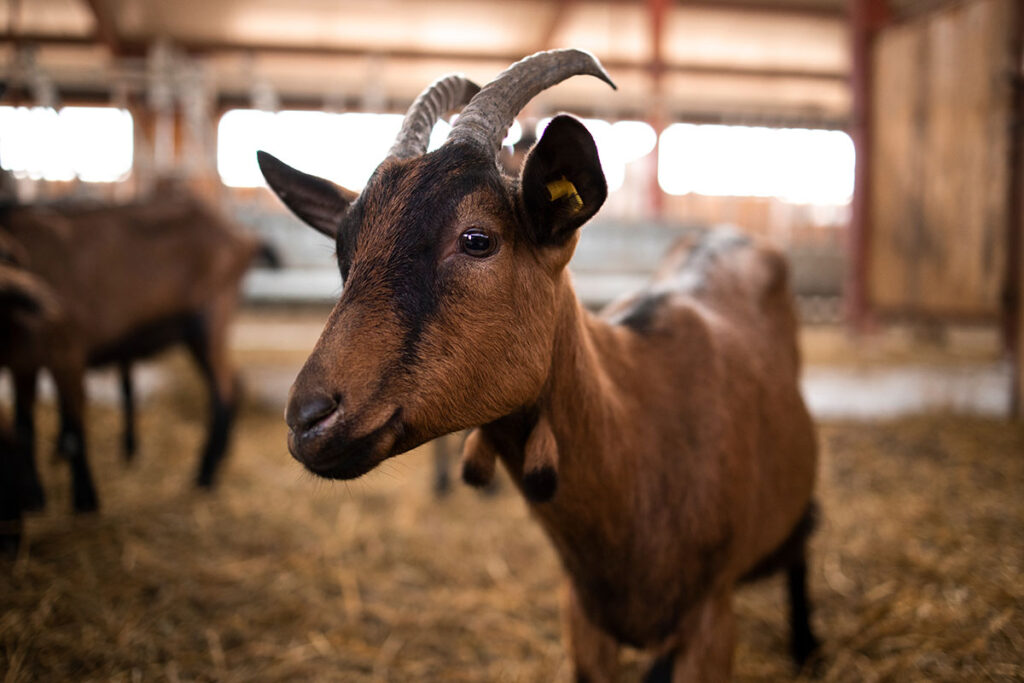 closeup of a goat standing in a barn