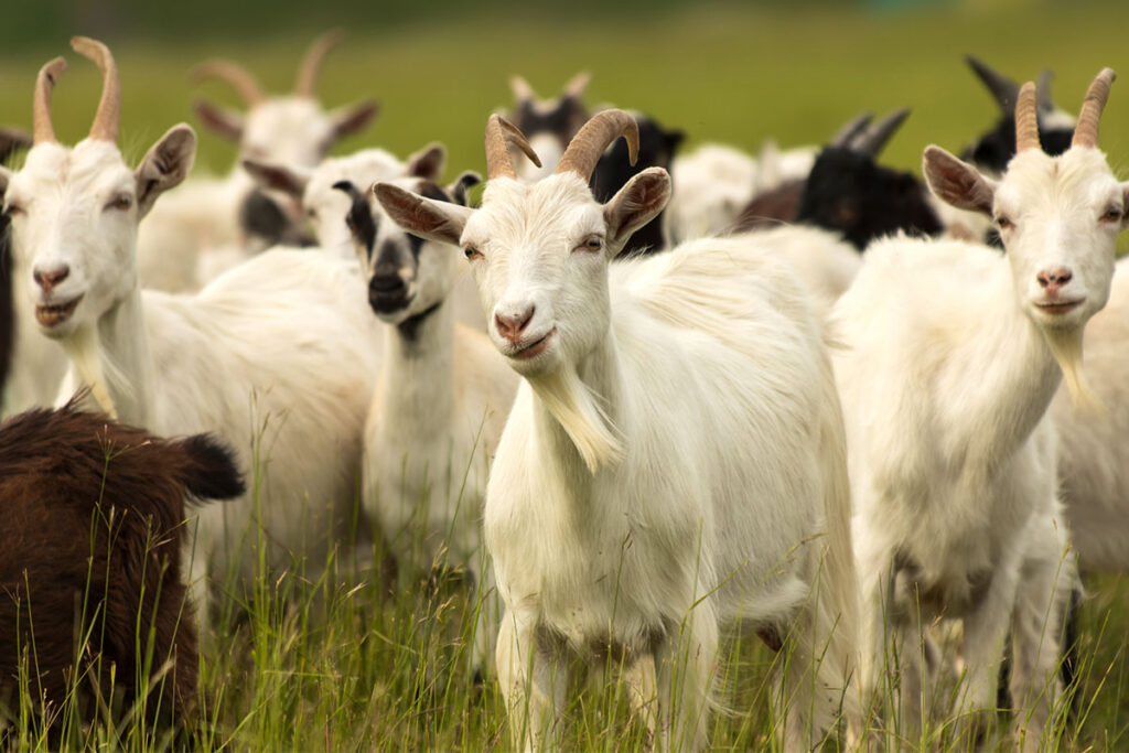 goats grazing in a field