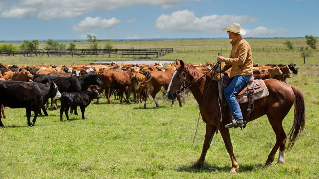 rancher moving herd of cows to new pasture