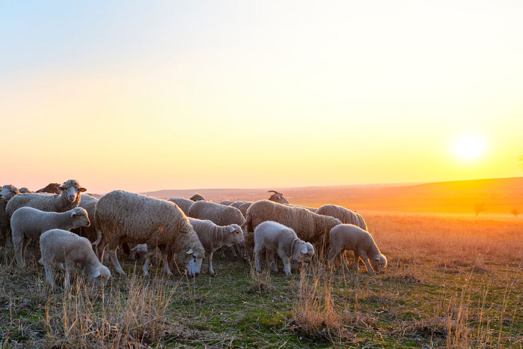 Flock of sheep eating grass in a field at sunset