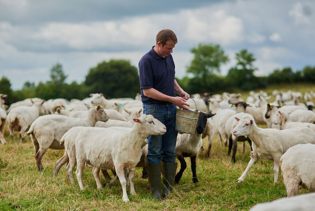 farmer in a field with a flock of sheep