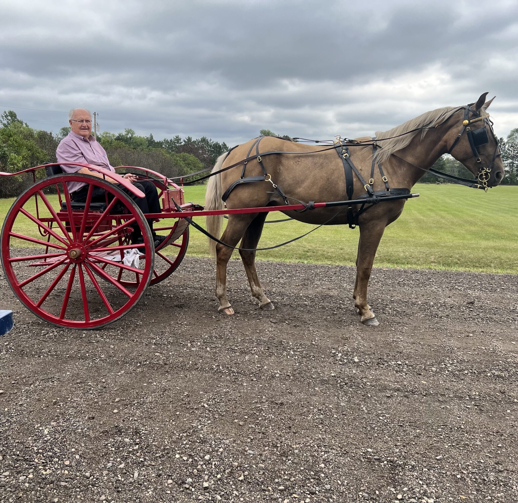 Dan 4 year old X Gelding Waverly Sales