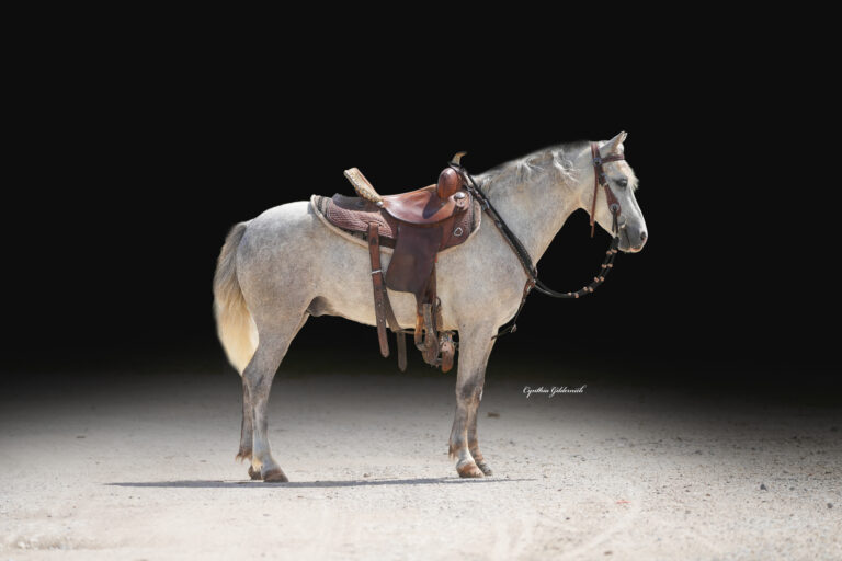 Rocky 4 year old Welsh Gelding Waverly Sales